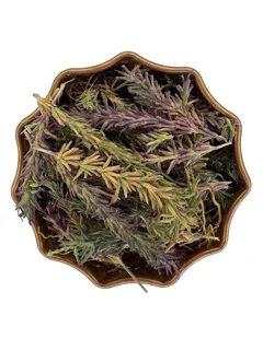 کاکوتی